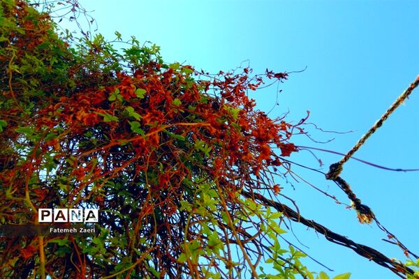 طبیعت پاییزی لامِرد فارس
