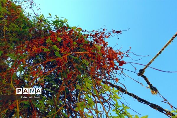 طبیعت پاییزی لامِرد فارس