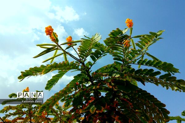 طبیعت پاییزی لامِرد فارس