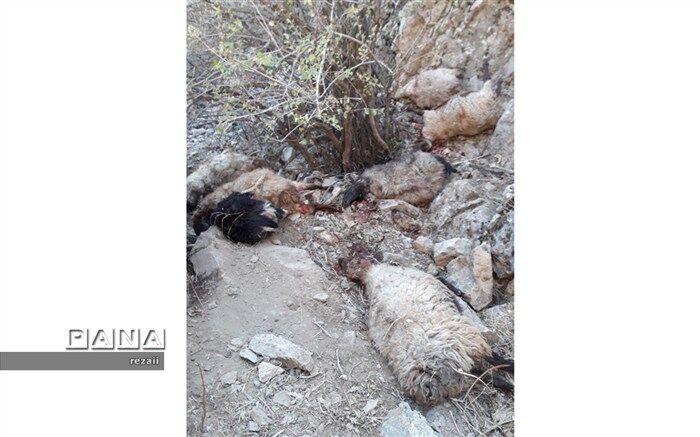 پرت شدن و تلف شدن ۵۵ رأس گوسفند از کوه های مرتفع ارتکند کلات