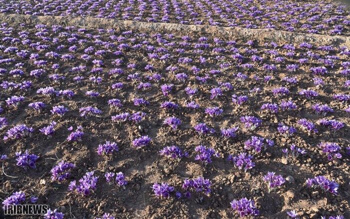 اختصاص 100 میلیارد تومان برای ایجاد چرخه تولید زعفران