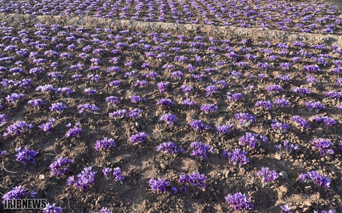 اختصاص 100 میلیارد تومان برای ایجاد چرخه تولید زعفران