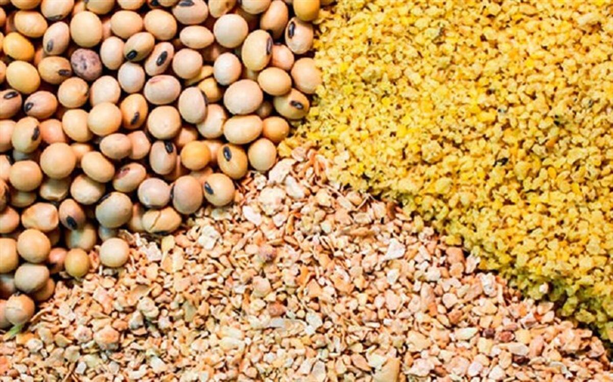 آذربایجان غربی نیازمند 450 هزار تُن نهاده دامی در سال است