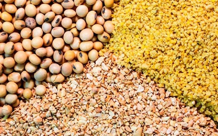 آذربایجان غربی نیازمند 450 هزار تُن نهاده دامی در سال است