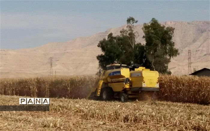 خرید تضمینی ذرت در کهگیلویه و بویراحمد آغاز شد