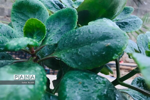 بارش نخستین باران پاییزی در گله دار