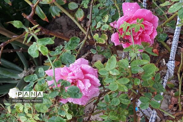 طراوت باران پاییزی در گله دار