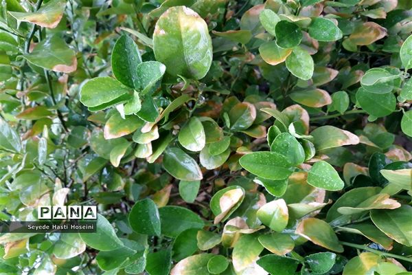 طراوت باران پاییزی در گله دار