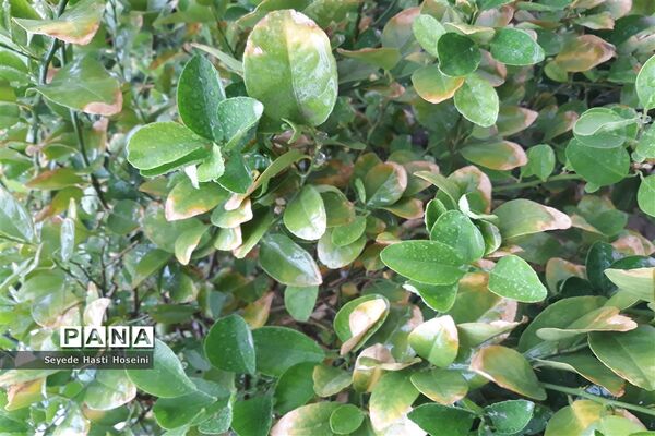 طراوت باران پاییزی در گله دار
