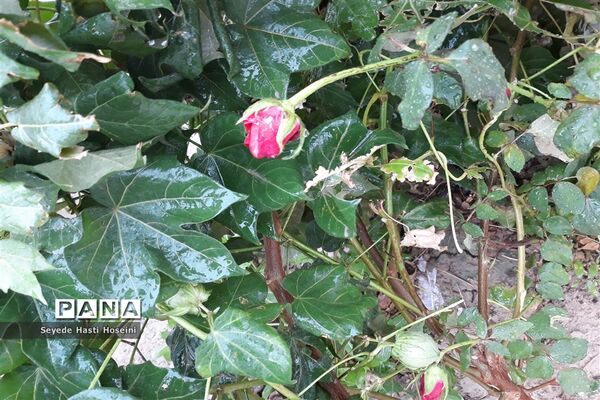 طراوت باران پاییزی در گله دار