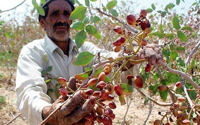 گچ سمنان و پسته دامغان به عنوان طلای سفید و طلای سبز، ثبت جهانی شد