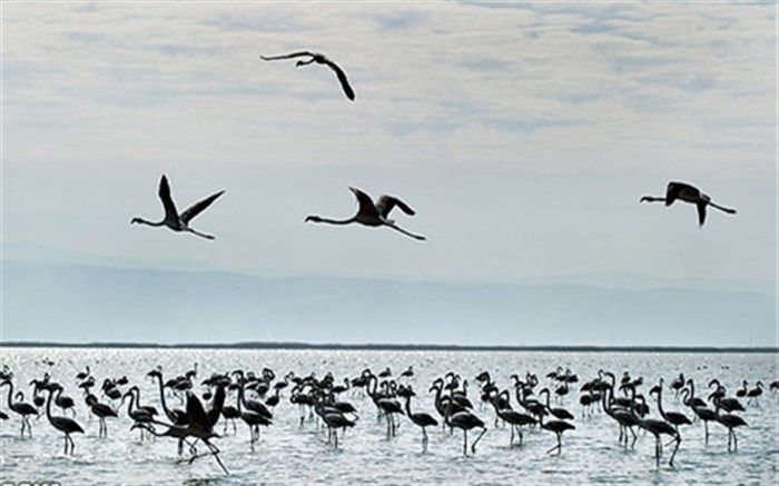 آغاز مهاجرت زمستانه پرندگان سیبری به سد رزه درمیان