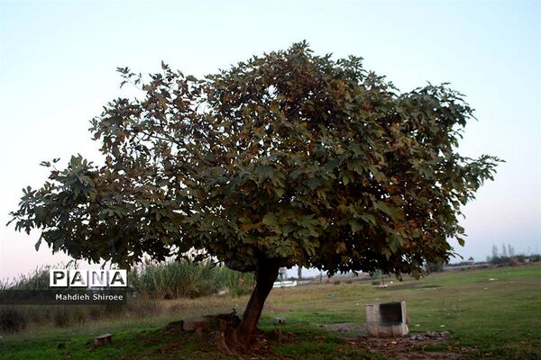 پاییز مازندران