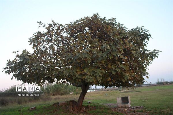 پاییز مازندران