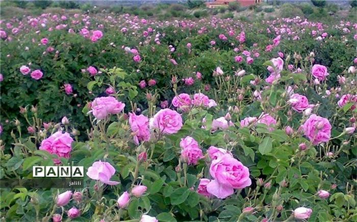 برای تامین غذای سالم باید بر فرآیند تولید از مزرعه تا سفره نظارت شود