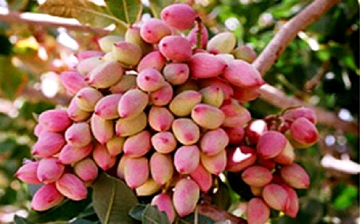 پسته به عنوان کشت جایگزین در آذربایجان غربی کشت شد