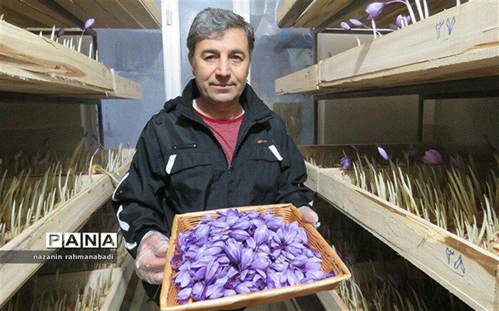 کشت زعفران بدون نیاز به خاک و آب