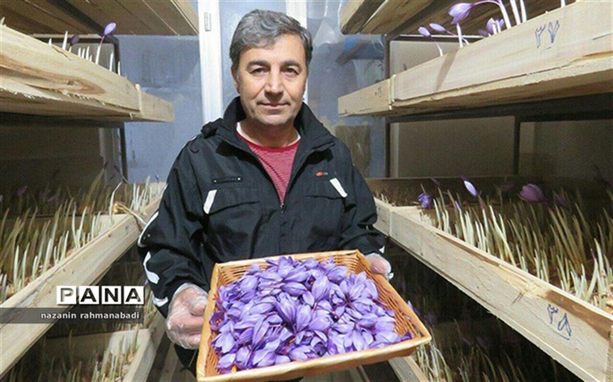 کشت زعفران بدون نیاز به خاک و آب