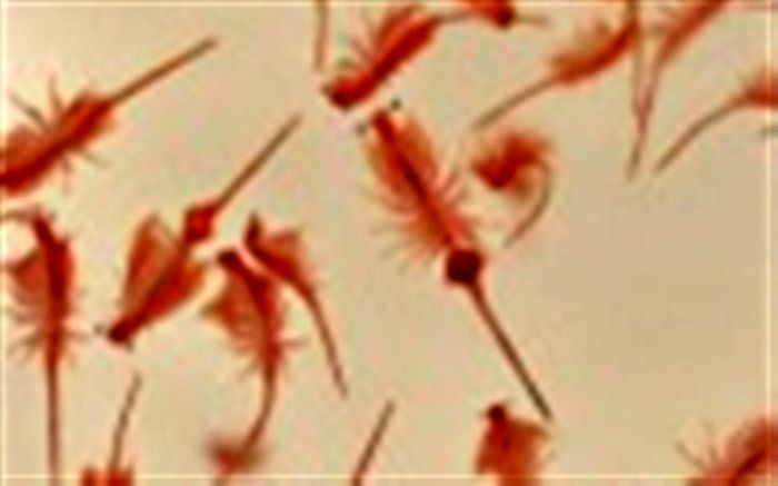 صنعت آبزی پروری سالانه ۲۰ تن سیست آرتیما نیاز دارد