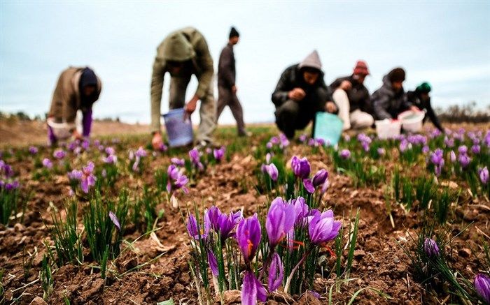 200 کیلوگرم زعفران از مزارع بوکان برداشت می شود