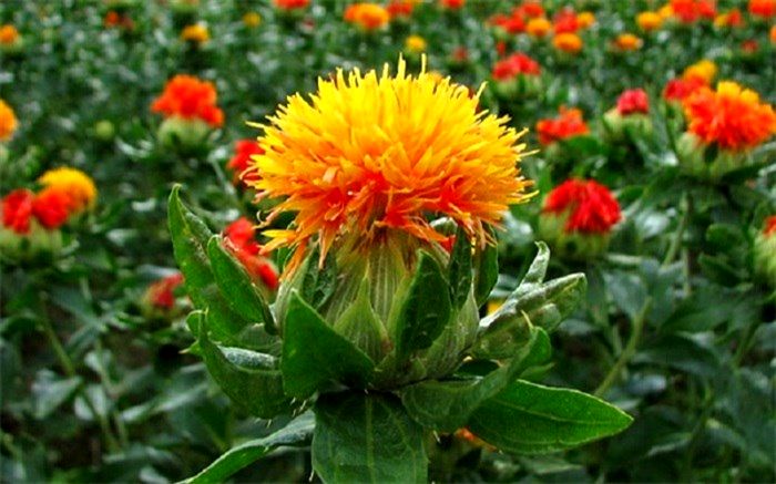 کشت دانه های روغنی گلرنگ برای اولین بار در شهرستان ری