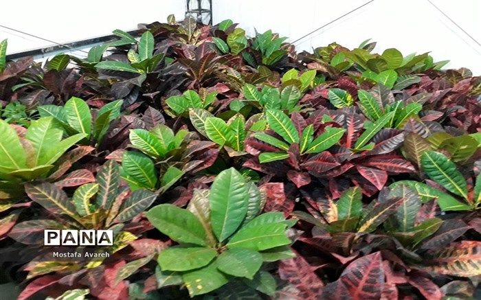 گشایش پاویون ایران در یازدهمین نمایشگاه بین‌المللی گل و گیاه هلند