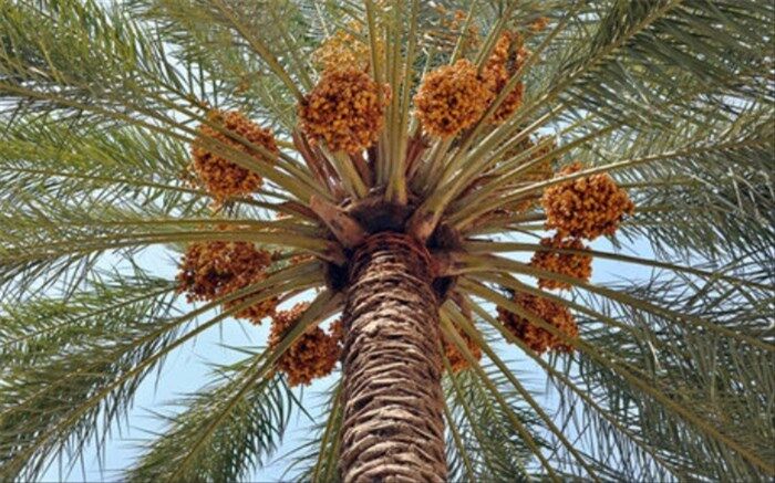 توزیع 31 هزار اصله نهال خرمای پیارم بین نخلکاران سیستان و بلوچستان