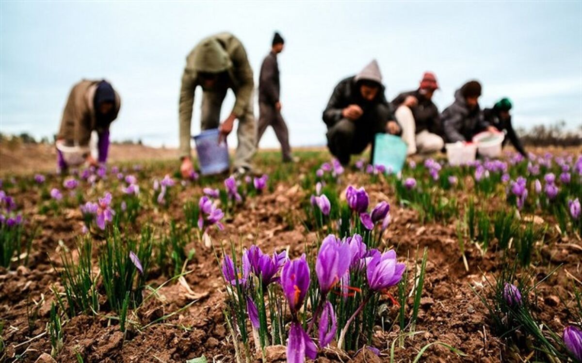 10کیلوگرم زعفران برای نخستین بار در آذربایجان غربی برداشت شد