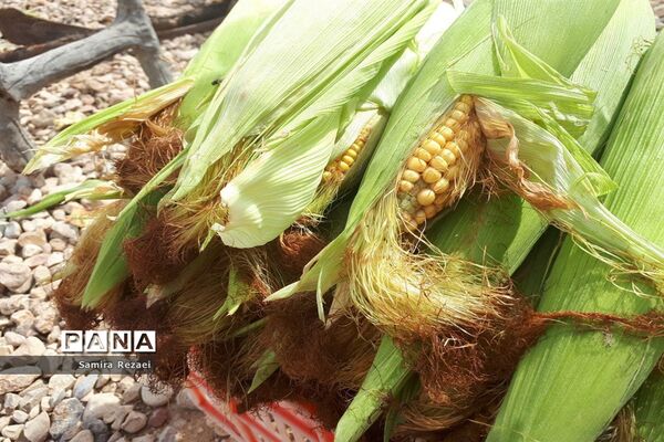 برگزاری نخستین جشنواره انار و خرمای شهر خاوران