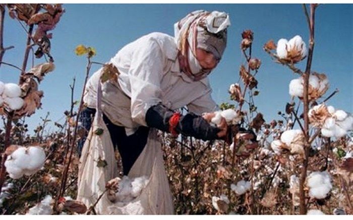 خرید 170 تن وش پنبه از خراسان جنوبی