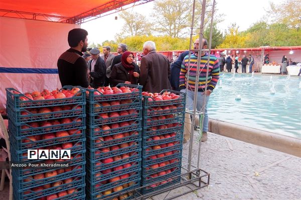 برگزاری جشنواره انار در باغ صدری شهرستان تفت در یزد