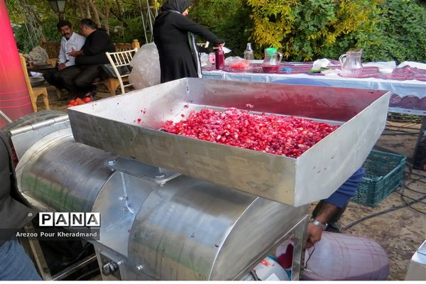 برگزاری جشنواره انار در باغ صدری شهرستان تفت در یزد