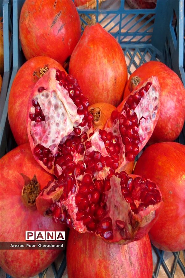 برگزاری جشنواره انار در باغ صدری شهرستان تفت در یزد