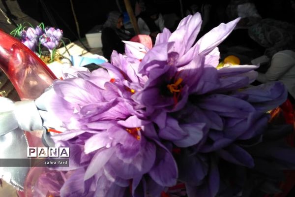 برگزاری جشنواره زعفران در شهر مشکان نی ریز