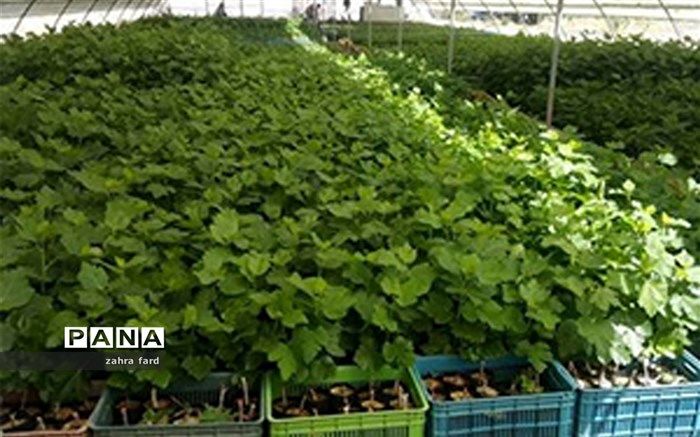 تولید بیش از  2.5 میلیون اصله نهال شناسه‌دار در نی‌ریز