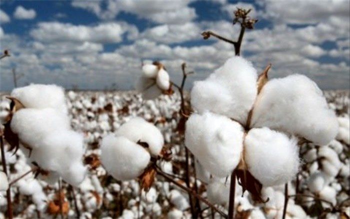 آغاز برداشت 420 تن وش پنبه از مزارع اشتهارد