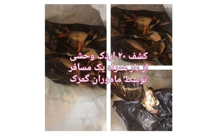 کشف قاچاق اردک در گمرک