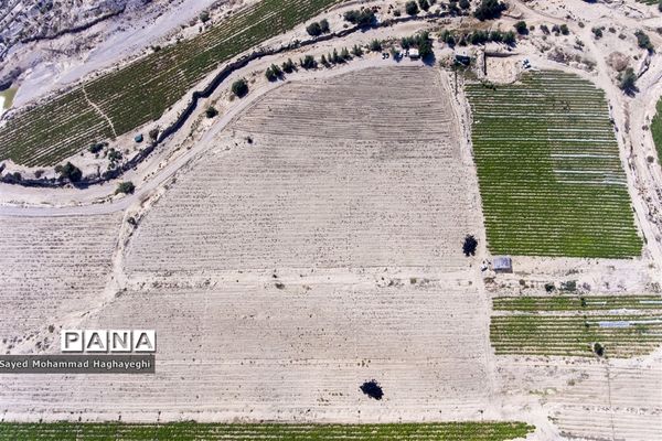 برداشت گوجه در جنوب فارس