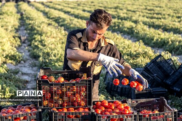 برداشت گوجه در جنوب فارس