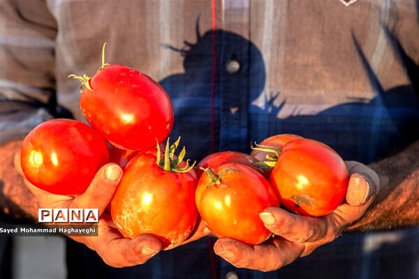 برداشت گوجه در جنوب فارس