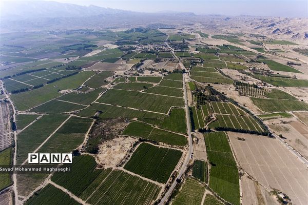 برداشت گوجه در جنوب فارس