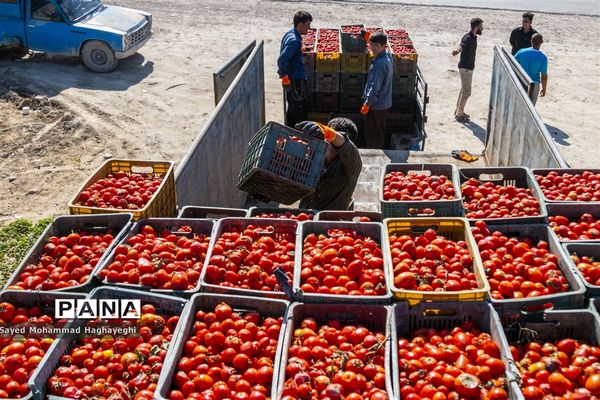 برداشت گوجه در جنوب فارس