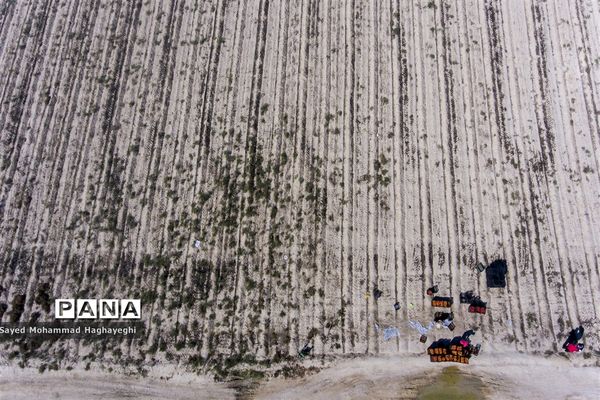 برداشت گوجه در جنوب فارس