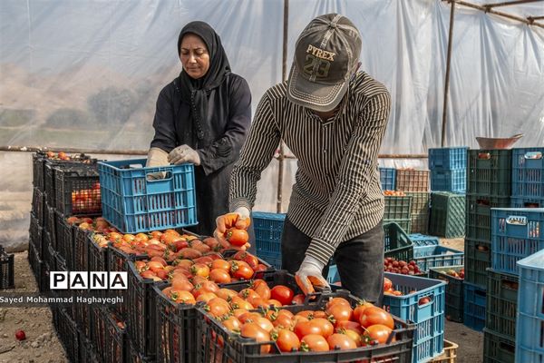 برداشت گوجه در جنوب فارس