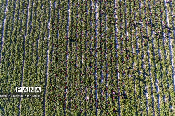 برداشت گوجه در جنوب فارس