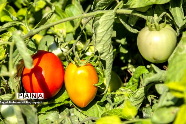 برداشت گوجه در جنوب فارس