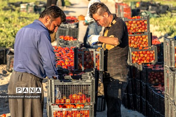 برداشت گوجه در جنوب فارس