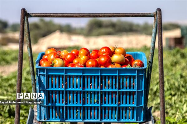 برداشت گوجه در جنوب فارس