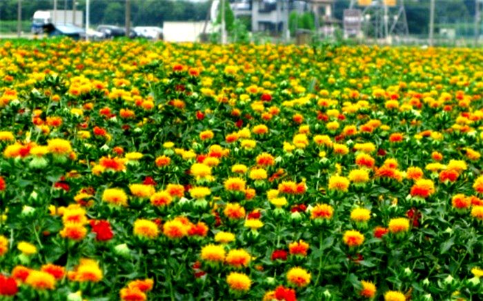 کشت 400 هکتار دانه روغنی کلزا و گلرنگ در سیستان و بلوچستان