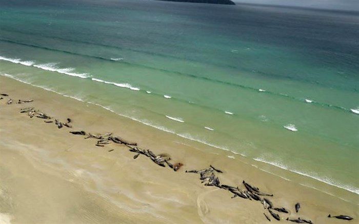 خودکشی دسته‌جمعی ۱۴۵ نهنگ در نیوزیلند + ویدئو